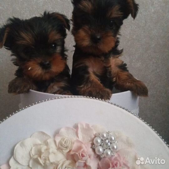 Йоркширский терьер мини