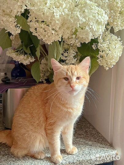 Кошка в Добрые руки