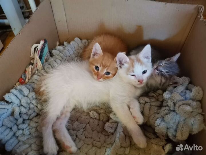 Котята малыши едят сами