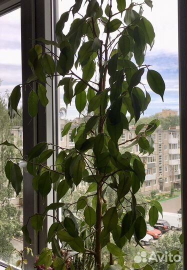 Фикус бенджамина