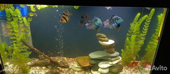 Аквариум