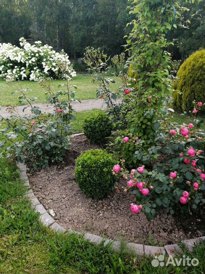 Продаю самшиты