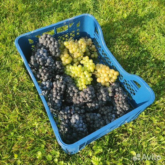 Виноградный куст 5 лет технический