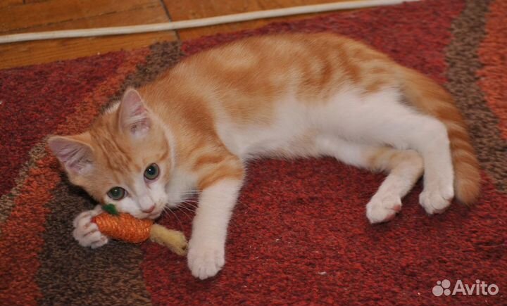 Солнечный рыжик Руди-игривый мальчик 2,5 мес.в дар