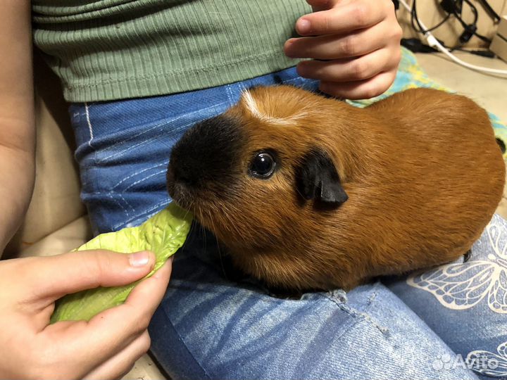 Морская свинка крестед для вязки