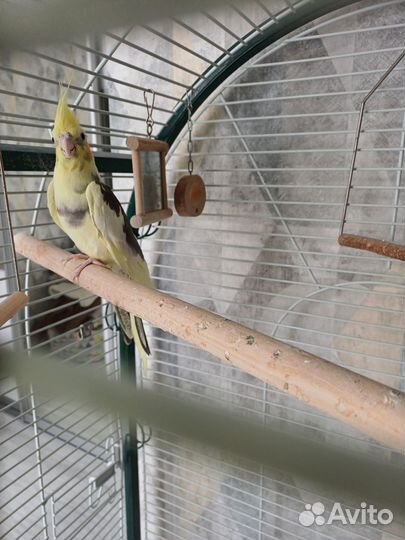 Попугай корелла, забронировано