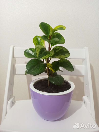 Шеффлера сингониум пеперомия сансевиерия каллизия