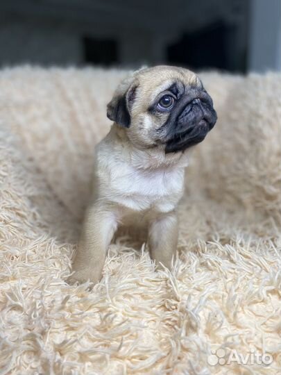 Щенки мопса