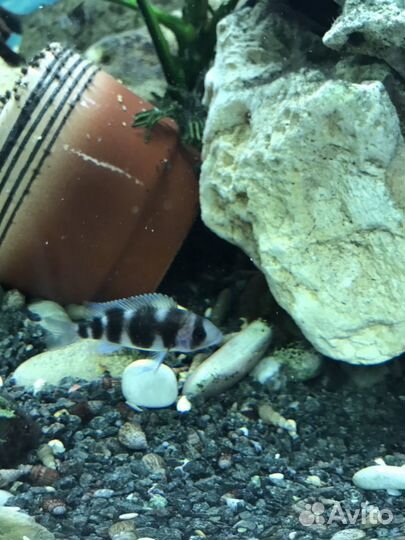 Фронтоза королева Танганьики