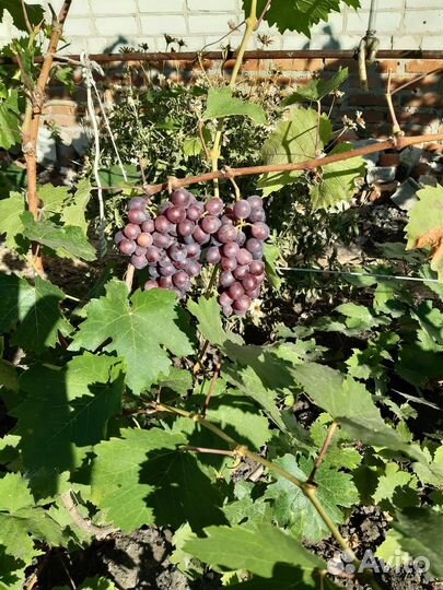 Черенки винограда столовых и винных сортов