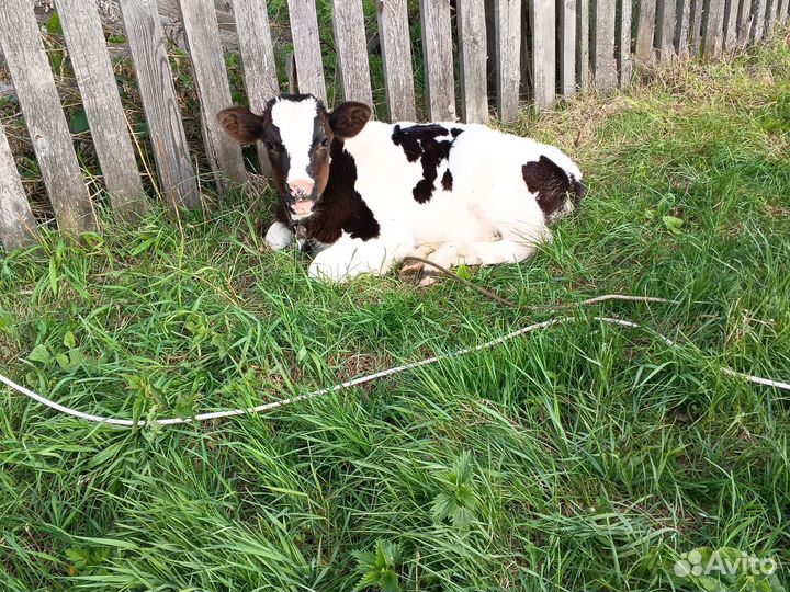 Телята бычки