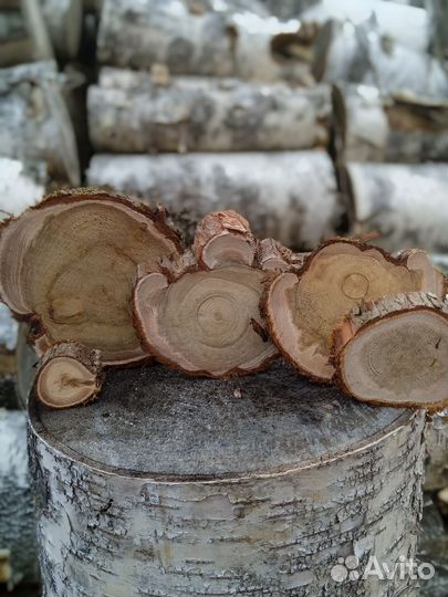 Спилы можжевельника