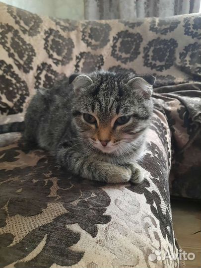 Шотландская вислоухая кошка бесплатно