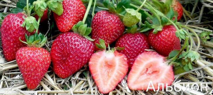 Рассада Клубники Альба, Кабрилло, Мурино, Азия