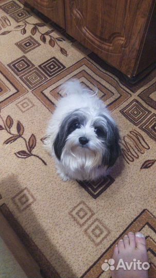 Болонка вязка+Алобай