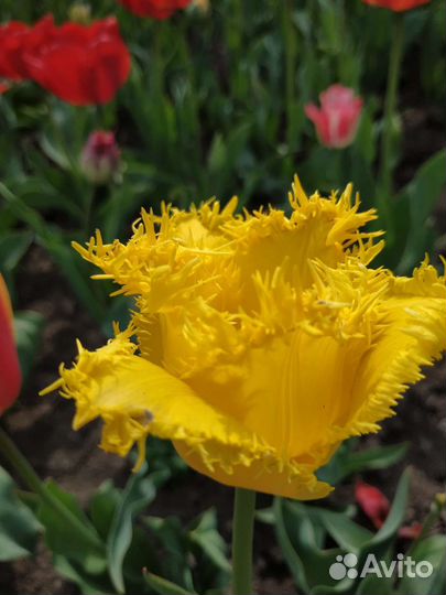 Луковицы сортовых тюльпанов