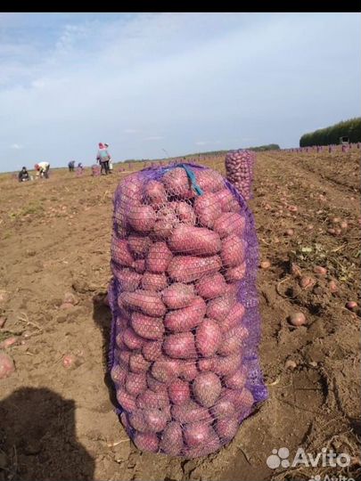 Картошка с доставкой