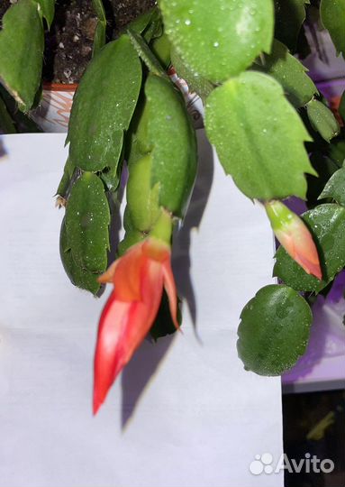 Декабрист оранжево-коралловый