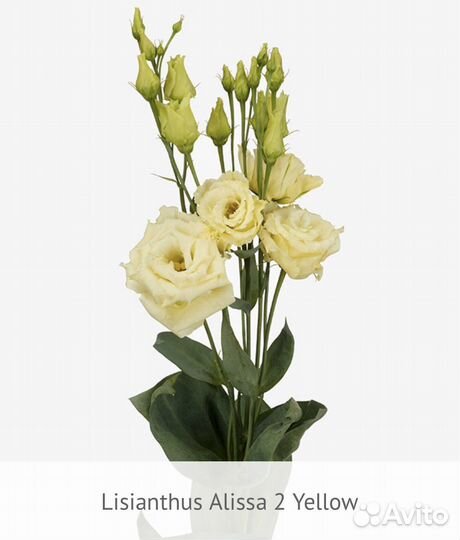 Рассада эустомы серии Alissa