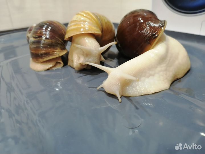 Улитки ахатины поштучно