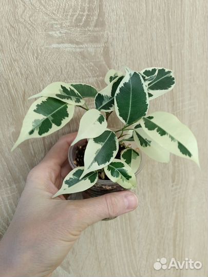 Сортовые фикусы часть 2