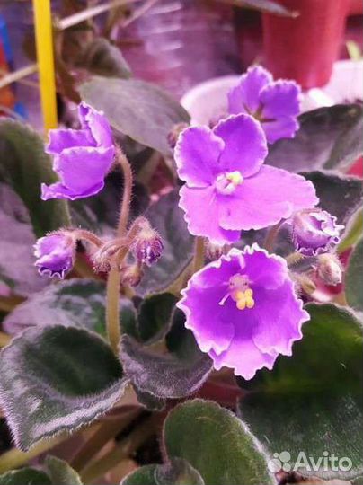 Детки фиалки