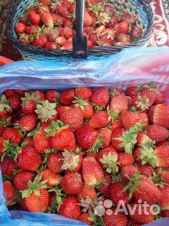 Сортовая клубника