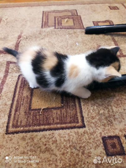 Котята: девочка и мальчик