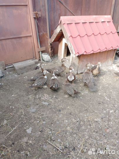 Мускусные утки