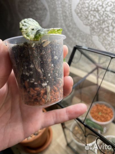 Piper sylvaticum pink var