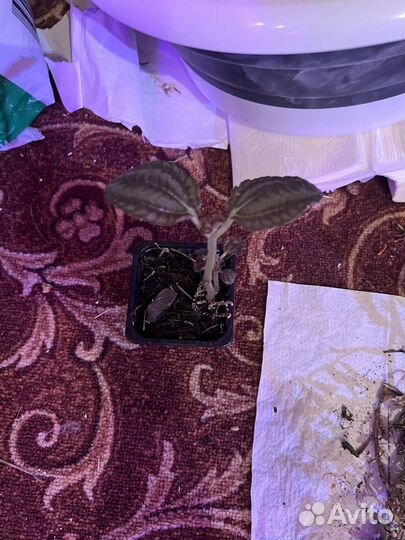 Пилея кадьера