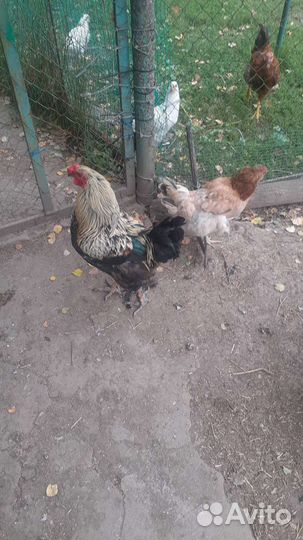Куры петухи