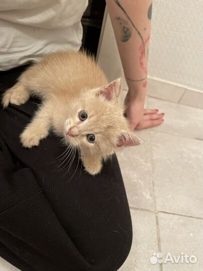 Котята персиковые рыжые в добрые руки