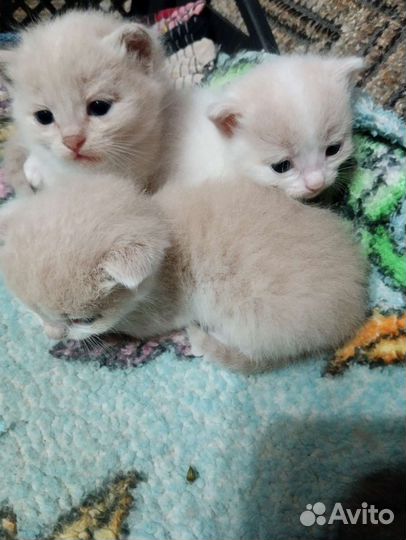 Котята сибирской кошки