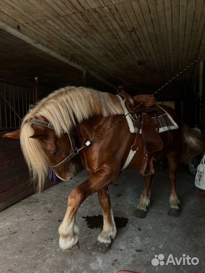 Кобыла с жеребенком