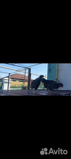 Домашние куры молодки