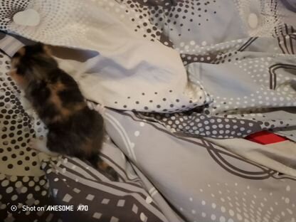 Котёнок в добрые руки, Уемский