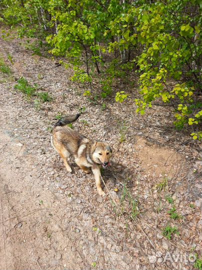 Собака Кнопочка