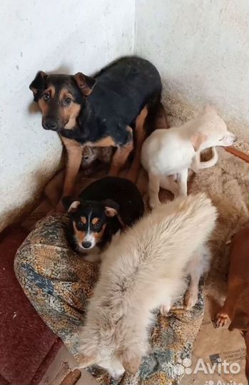 Приют для животных