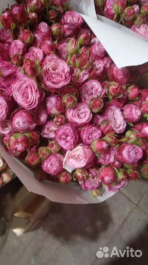 Кустовая роза (бомбастик)