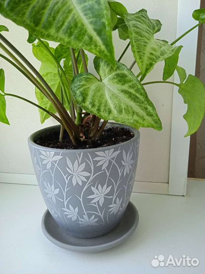 Сингониумы