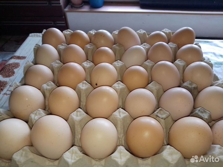 Домашние куриные яйца