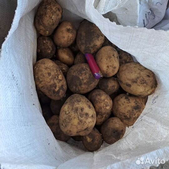 Картофель, сорт Агрия