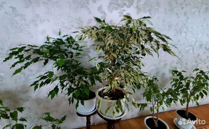 Комнатные растения цветы Фикус Бенджамина