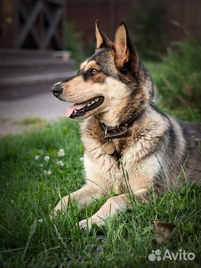 Бука (собака в добрые руки)