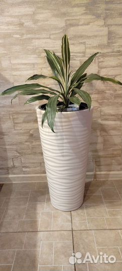 Драцена вариегатная