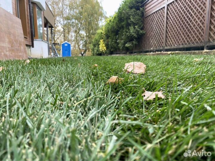 Рулонный газон 100 Мятлик