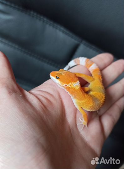 Эублефар blood