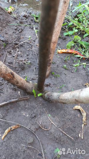 Садовый гибискус травянистый, делянка окс