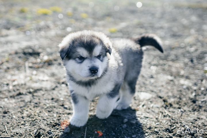 Щенки Аляскинского маламута